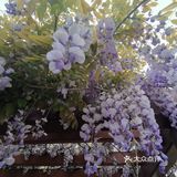 古树紫藤花开季