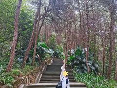 -铁山坪森林公园