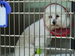 -美联众合动物医院·24h转诊中心