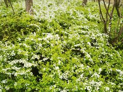 -昆山城市生态森林公园