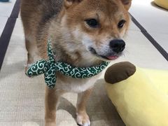 -逗柴咖啡屋·狗咖猫咖宠物桌游