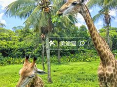 -海南热带野生动植物园