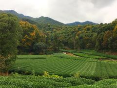 -龙坞茶村