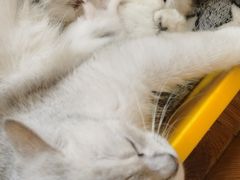 -八公叔叔宠物美容连锁(春申店)