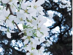-武汉大学-樱园