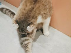 -猫儿山۰猫主题餐厅