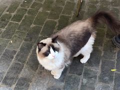 -喵屿·大理花园猫咖