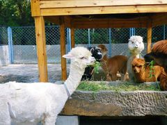 -长白岛森林公园