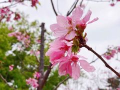 -狐尾山公园