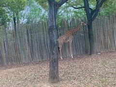 -上海野生动物园