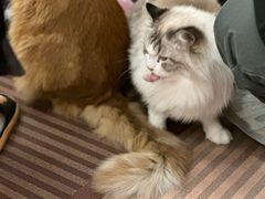 -MOCHA明星猫咖(田子坊店)