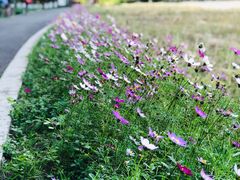 -桤木河湿地公园