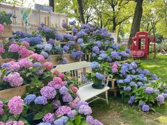 -上海鲜花港