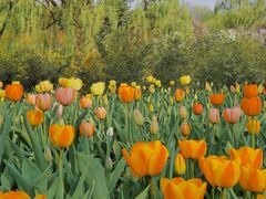 -石家庄市植物园