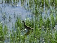 -野鸭湖国家湿地公园
