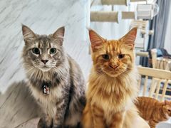 -楼上猫咖(罗湖店)