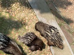 -西霞口神雕山野生动物世界