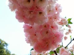 -观澜山水田园