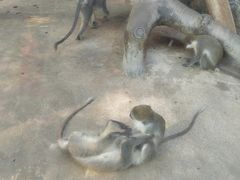 -泉州海丝野生动物世界