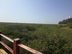 -北海金海湾红树林生态旅游区