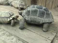 -大连森林动物园