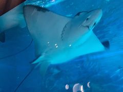 -烟台海昌鲸鲨海洋公园