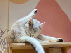 -滚猫咖啡·猫咖·猫友好撸猫(未来城店)