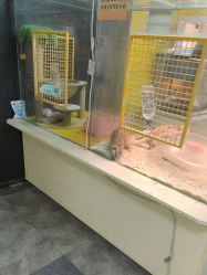 -神奇动物撸宠馆·羊驼·小浣熊·异宠(豫园店)