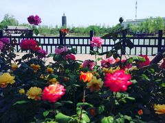 -西海子公园