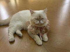 -南京宠物基地·宠物狗宠物猫售卖(南京店)