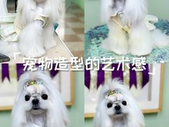 -鑫艺宠物美容培训学校