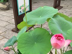 -上海醉白池公园
