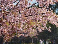 -新江湾城公园