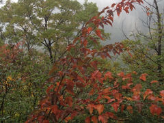 iphone_upload_pic-王顺山国家森林公园