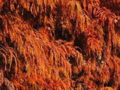 -白塘生态植物园