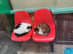 -猫咪博物馆(顶澳仔猫街店)