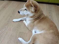 -是阿柴呀！柴犬咖啡·爱喵喵猫咖
