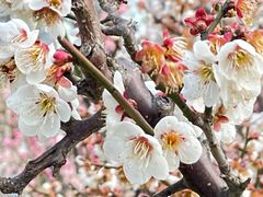 -新虹桥中心花园