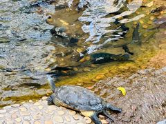 -广东惠东海龟国家级自然保护区