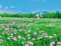 -洋湖国家湿地公园