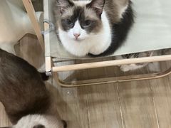 -李小姐の猫咖啡馆(五角场店)