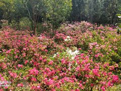 -梧桐山风景名胜区