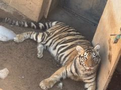 -西霞口神雕山野生动物世界