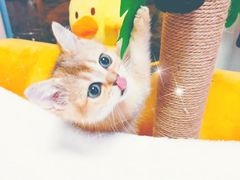 -70cat德文卷毛猫·缅因猫纯种猫舍