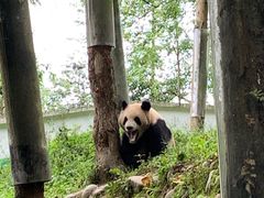 -中国大熊猫保护研究中心雅安碧峰峡基地
