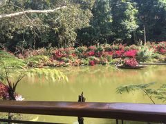 -深圳仙湖植物园-停车场