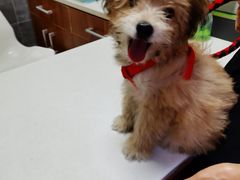 -美联众合宠物医院·爱萌分院·内外科·猫科中心