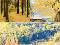 -四明山国家森林公园