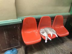 -猫咪博物馆(顶澳仔猫街店)
