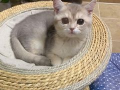 -Bastet sally猫舍购宠(静安店)